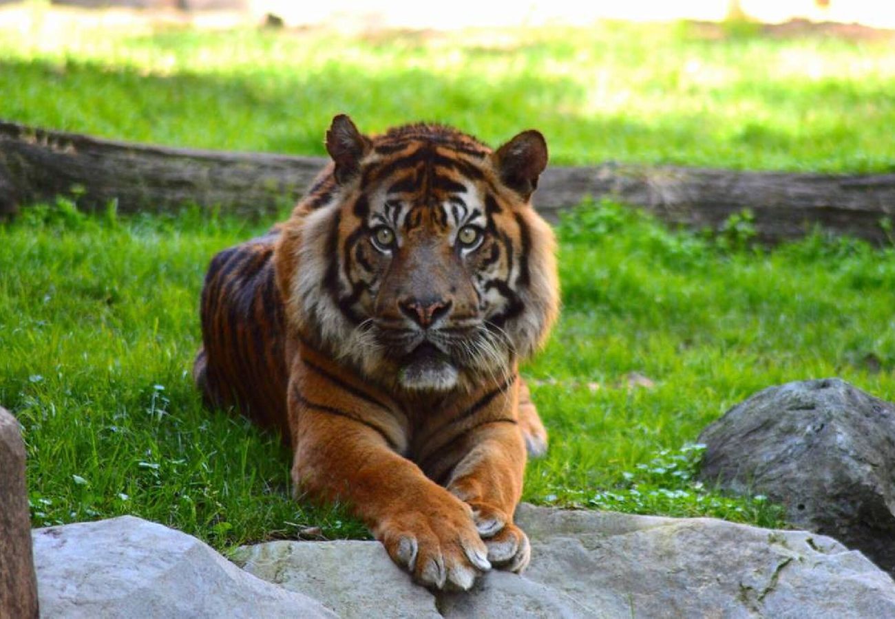 Exterior tiger vacations
